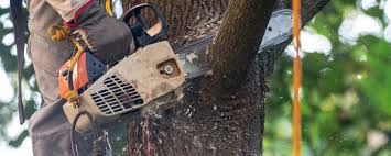 Trusted Maywood, NJ Tree Services Experts