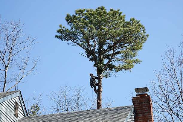 How Our Tree Care Process Works  in  Maywood, NJ